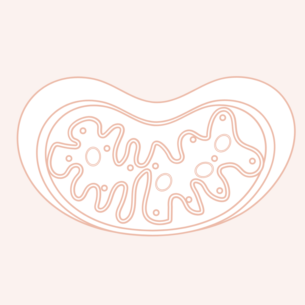 Een tekening van het energie productie onderdeel van je cel, je mitochondriën.